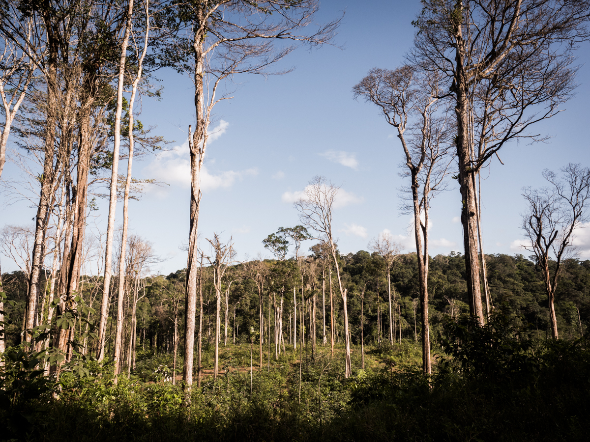 Forêt amazonienne Guyane